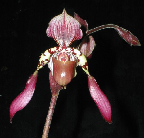 Select sale multifloral - multifloral, paph