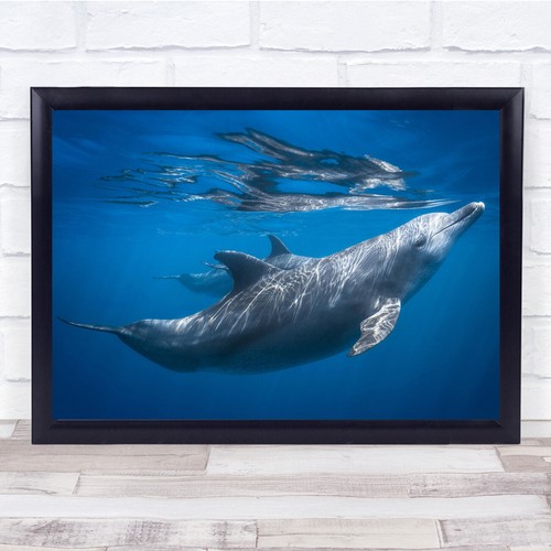 Dolphin bottlenose wildlife - bottlenose,