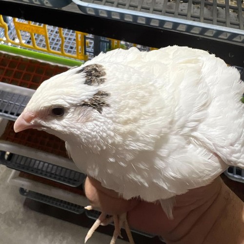 Jumbo white coturnix hatching - jumbo,