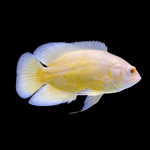 Lemon oscar astronotus - oscar, (astronotus