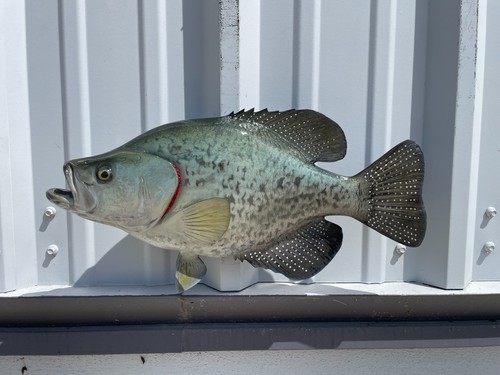 Crappie two sided fish - 17",