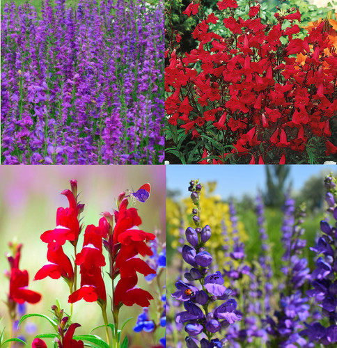 Penstemon purple dream mix - penstemon,