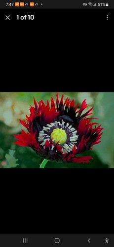 000 fresh jimi flag poppy - fresh,