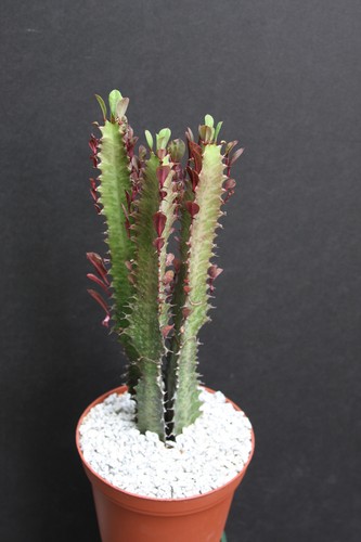 Euphorbia trigona rubra - euphorbia,