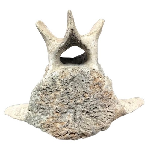 Very large antique - large, whale