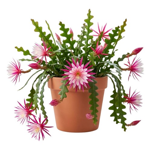 Fishbone cactus live plant 4 - plant,,
