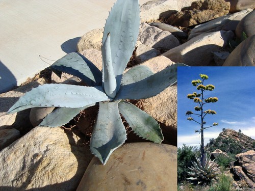 Agave americana blue century - americana,