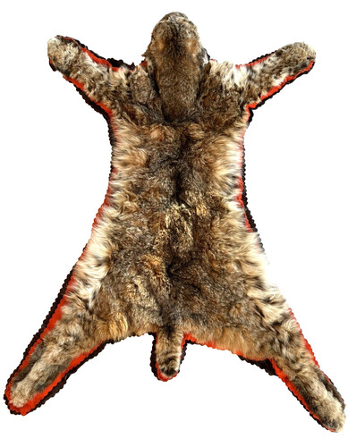Fine dressed bobcat - fine,