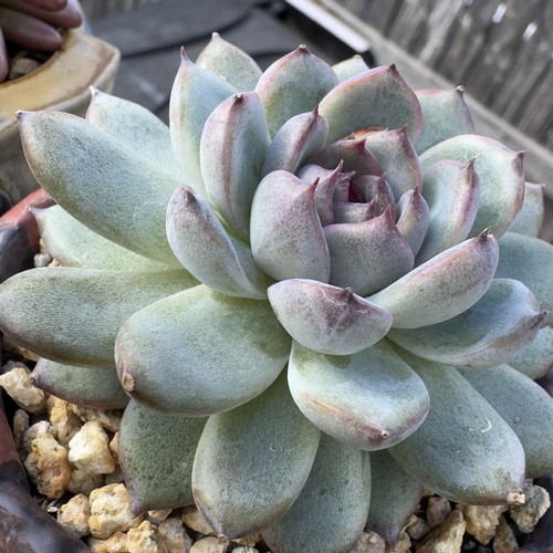 Echeveria purple stone rare - echeveria,