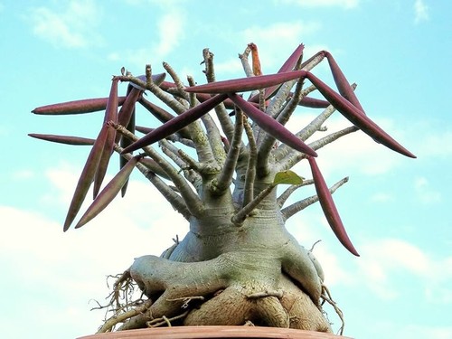 Adenium arabicum rare caudex - adenium,