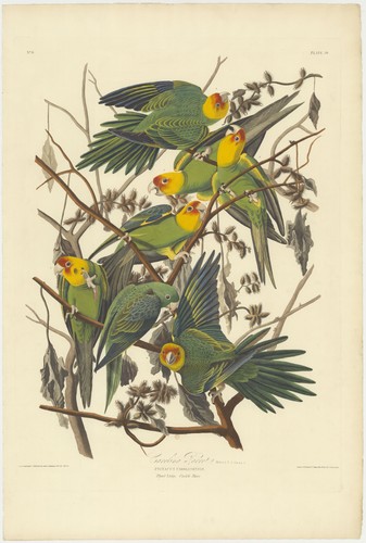 Carolina parakeet vintage - carolina,