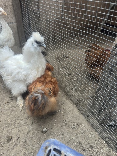 Fertile silkie chicken - +,
