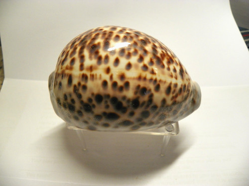 Cypraea tigris tiger - tigris, )