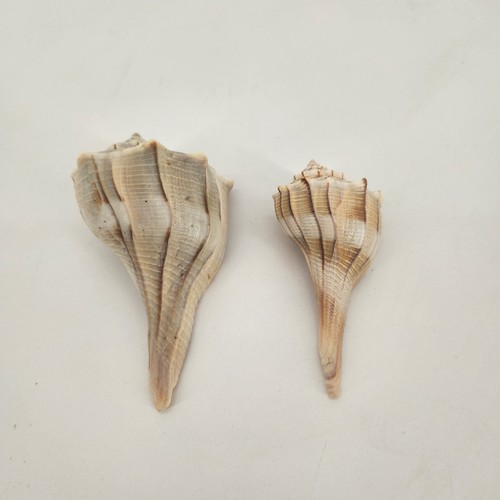 Set lightning whelk - set, 2