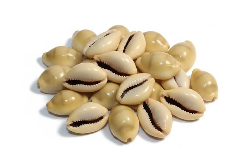 Cowrie shells set 18 - shells,, of