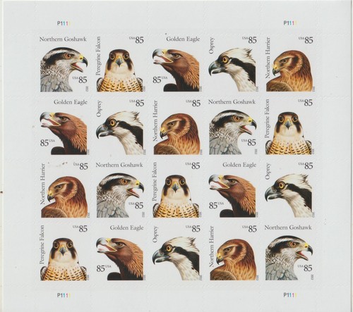 Birds prey peel - birds, of