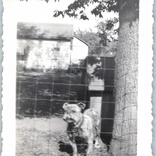 C1950s cute dog - c1950s,