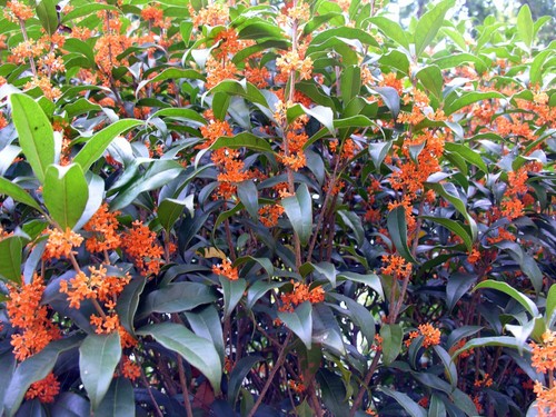 Apricot echo fragrant tea - ~apricot,