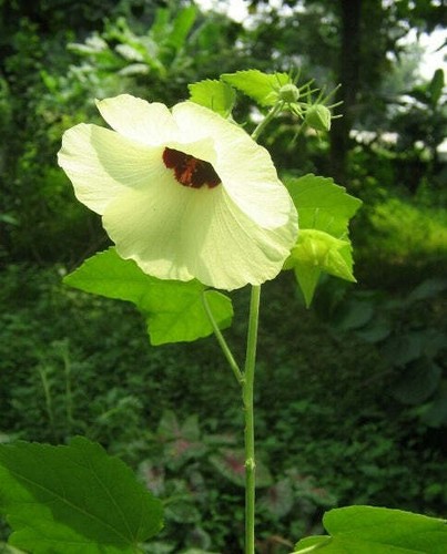Hibiscus vitifolius grape - vitifolius,