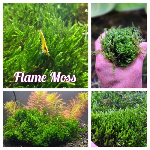 Flame moss 3 - flame, (1)