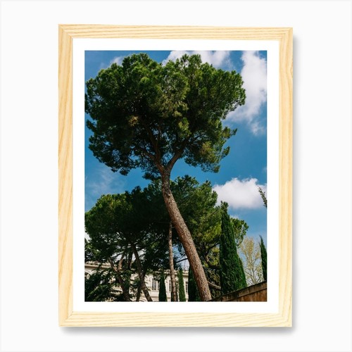 Italian stone pine - pine, tree
