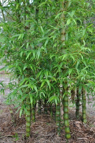 Dwarf buddy belly bamboo - 50,
