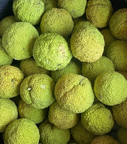 Fresh picked hedge apples - fresh,