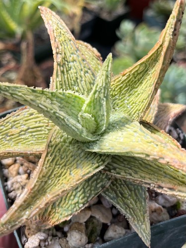 Aloe table top - top, hybrid