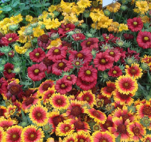 165 seeds arizonia - 165,