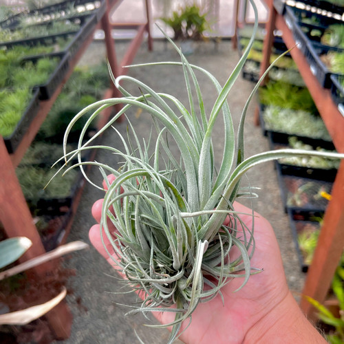 Lorentziana air plant clump - plant,