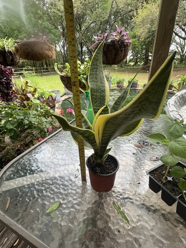 Sansevieria snake plant - sansevieria,