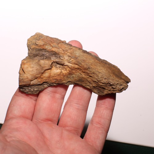 Dinosaur rib piece fossil - rib,