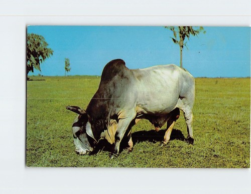 Postcard brahman bull grazing - brahman,