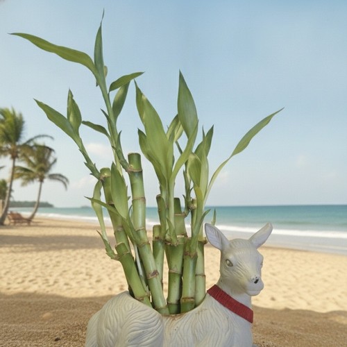 Lucky bamboo plants - 10,