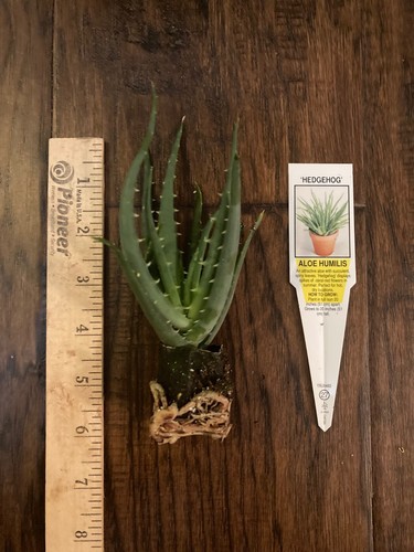 Hedgehog aloe - humilis, x