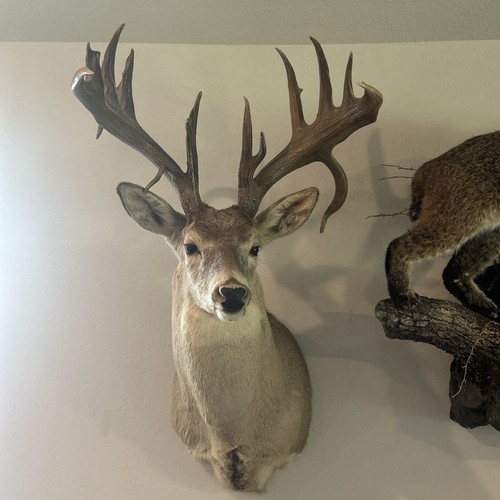 Trophy buck big point - trophy,