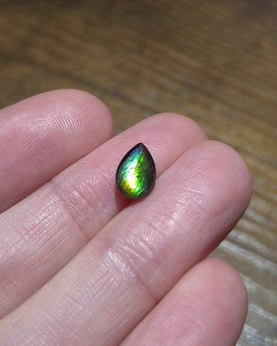 Ammolite ammonite stone - ammonite,