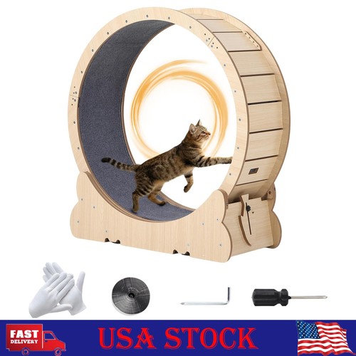 Cat exercise wheel - exercise,
