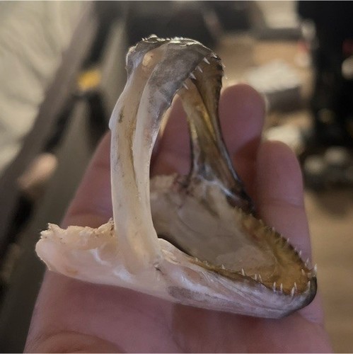 California halibut jaw