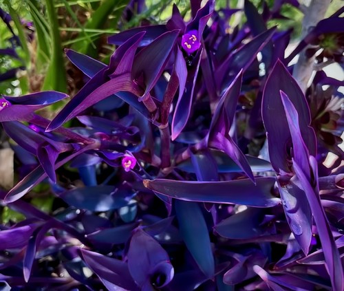 Jew cuttings purple heart - cuttings,