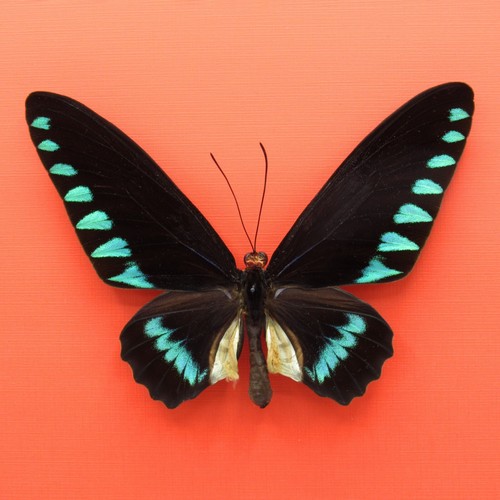 Real mounted butterfly - ,