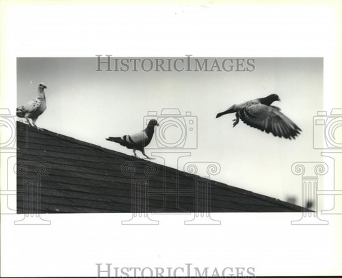 1990 press photo pigeons - 1990,