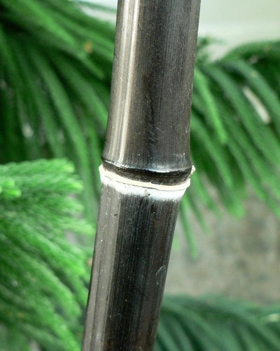 Black bamboo plant - black,