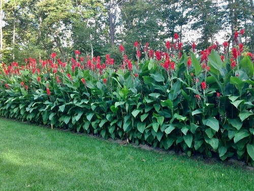 Red canna lily - red,