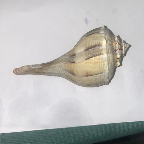 Lightning whelk sea shell - whelk,