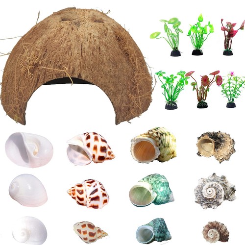Hermit crab shells natural - hermit,