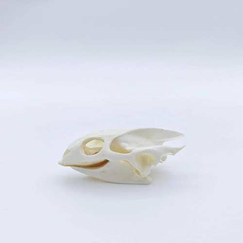 Real turtle skull taxidermy - turtle,