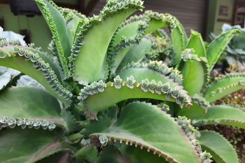 Mother thousands kalanchoe - of,