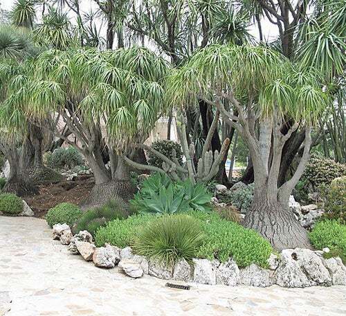 Beaucarnea recurvata - , |
