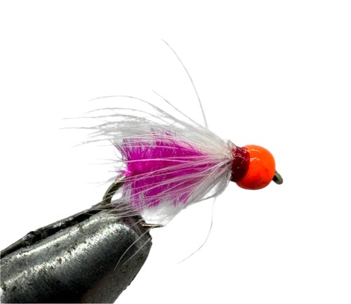 One dozen firebead ray - (12),